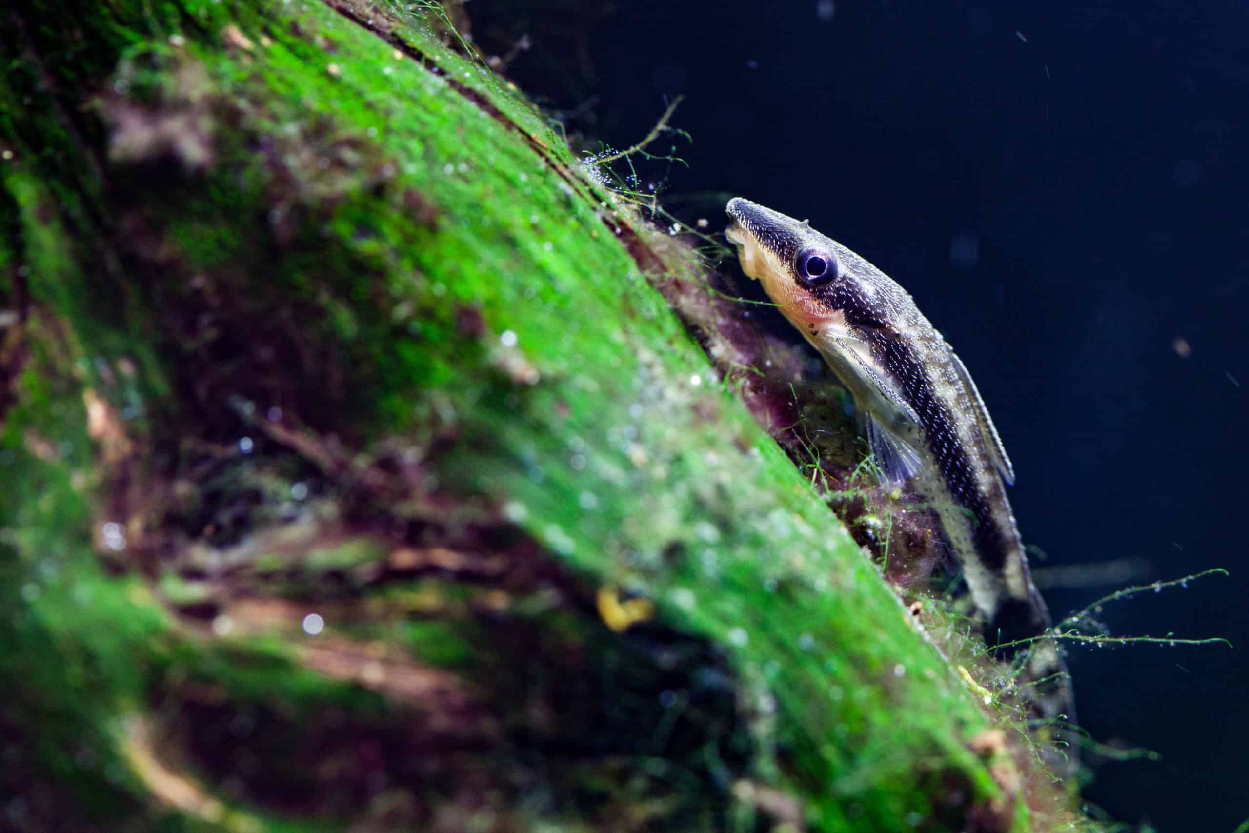 Algae