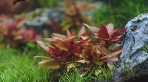 alternanthera reineckii mini aquarium plant