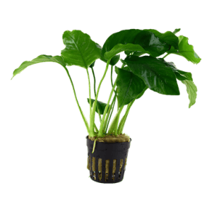 Anubias Barteri