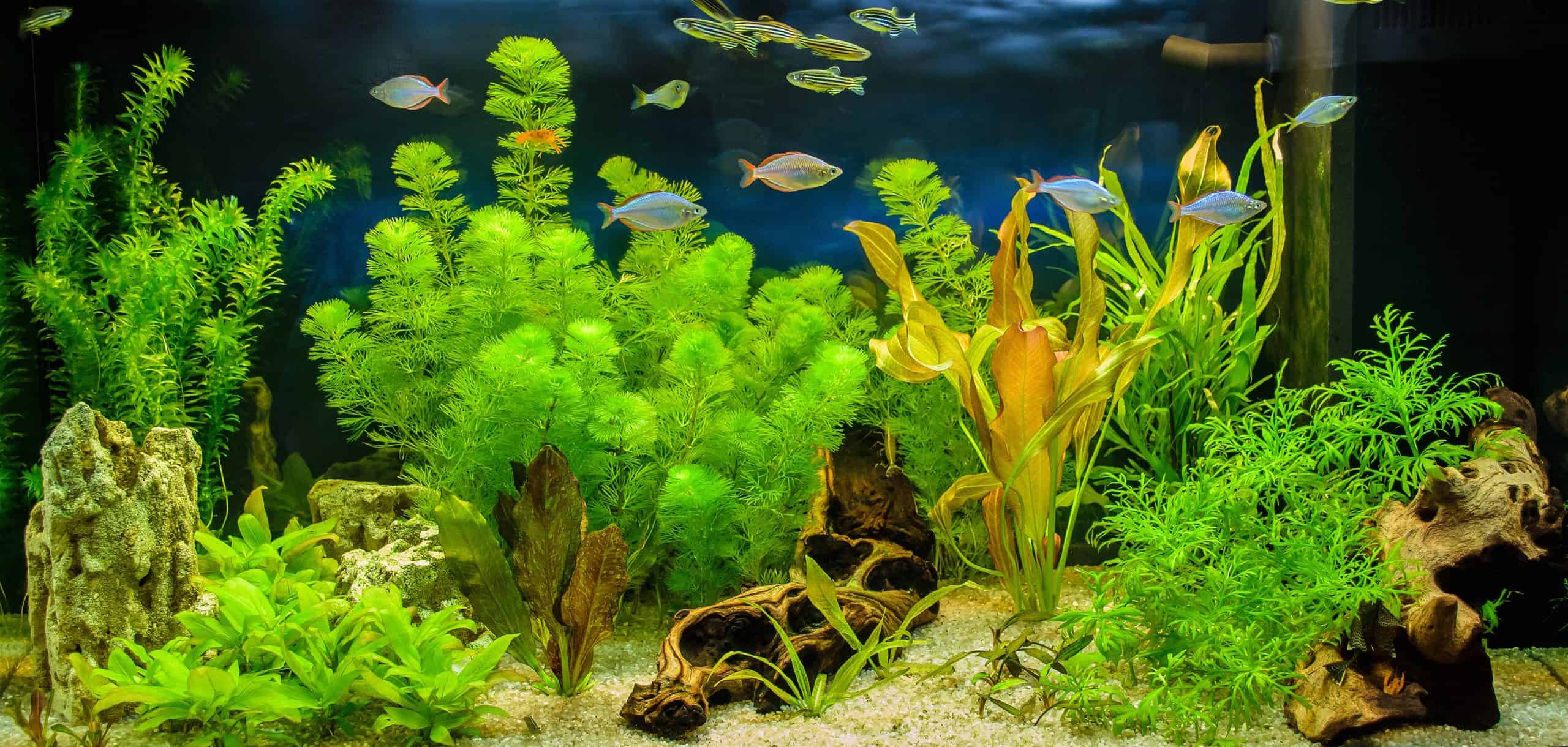 Aquarium Plants for Beginners