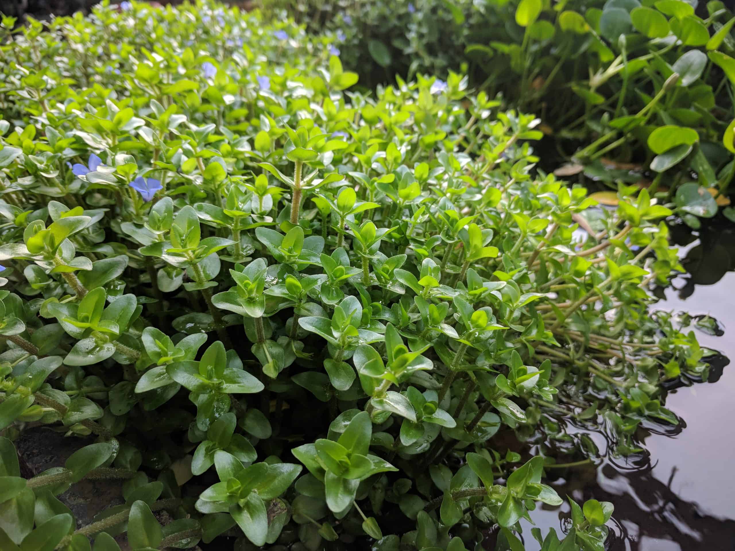 Bacopa Caroliniana