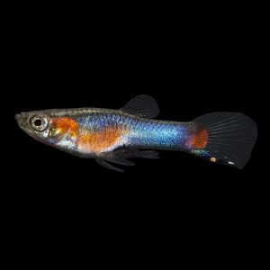 Blue star endler fish (Poecilia wingei).