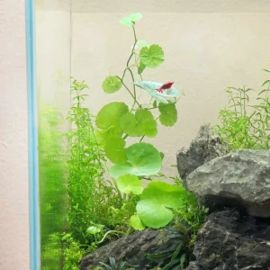 brazilian pennywort planted tank