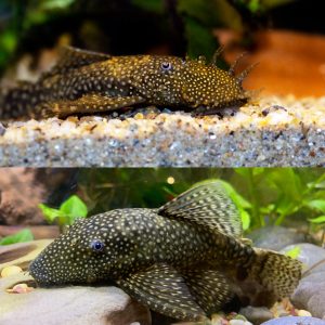 Male and female bristlenose pleco catfish (Ancistrus cirrhosus).