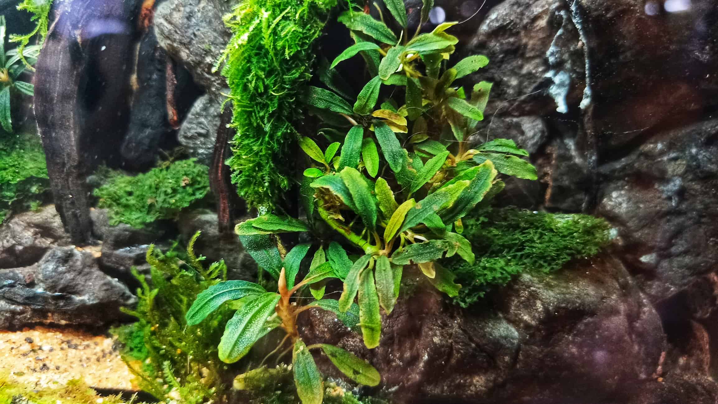 Bucephalandra
