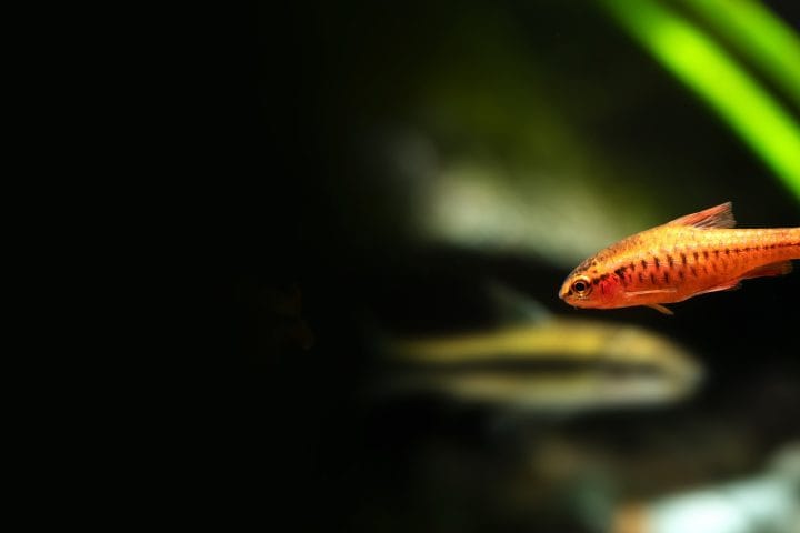 Cherry Barbs