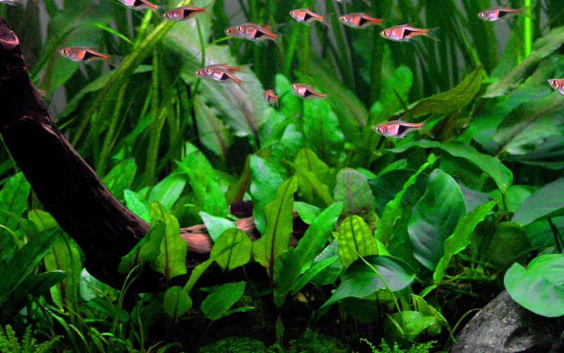 Crypocoryne Wendtii