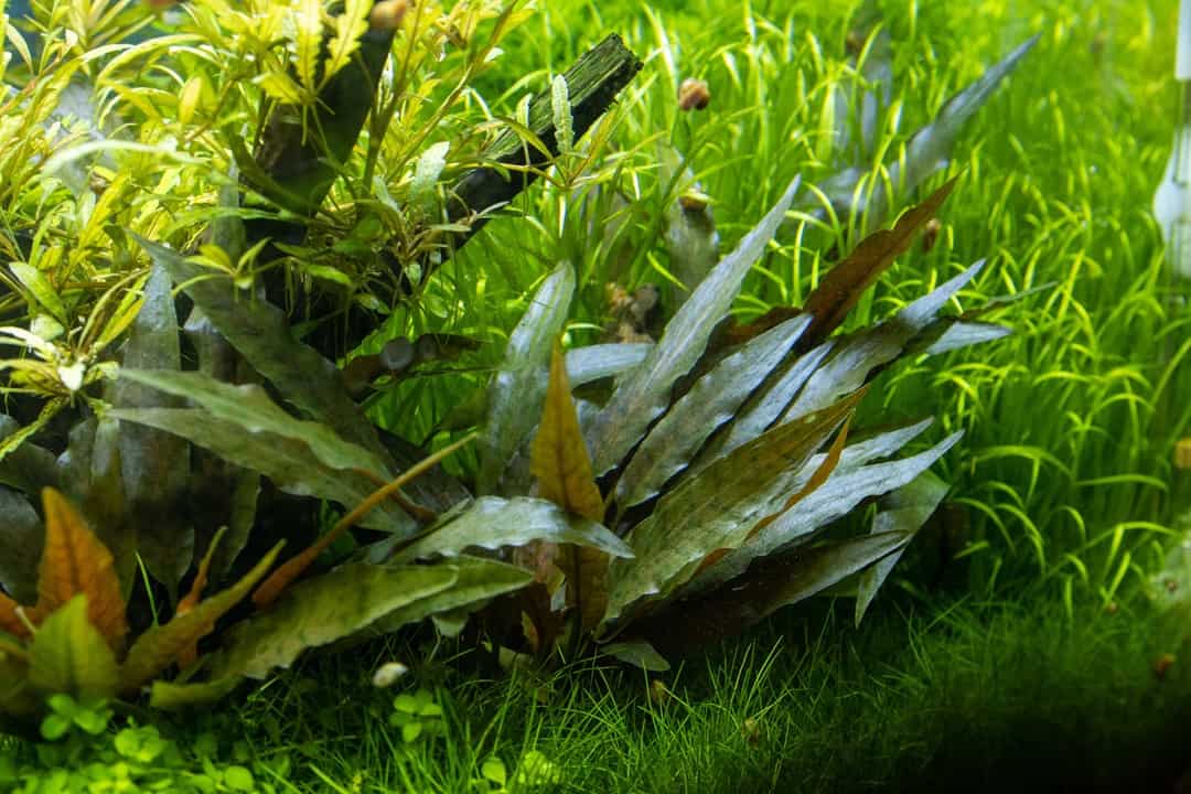 Cryptocoryne Becketii