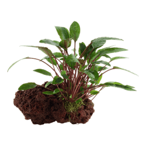 cryptocoryne petchii planed tank