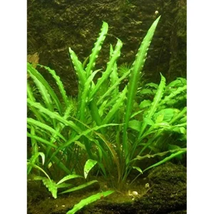 cryptocoryne sprialis planted tank