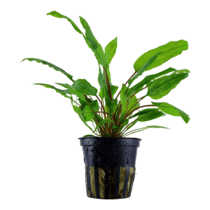 cryptocoryne wendttii planted tank