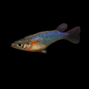 Daisy's blue rice killifish (Oryzias woworae).