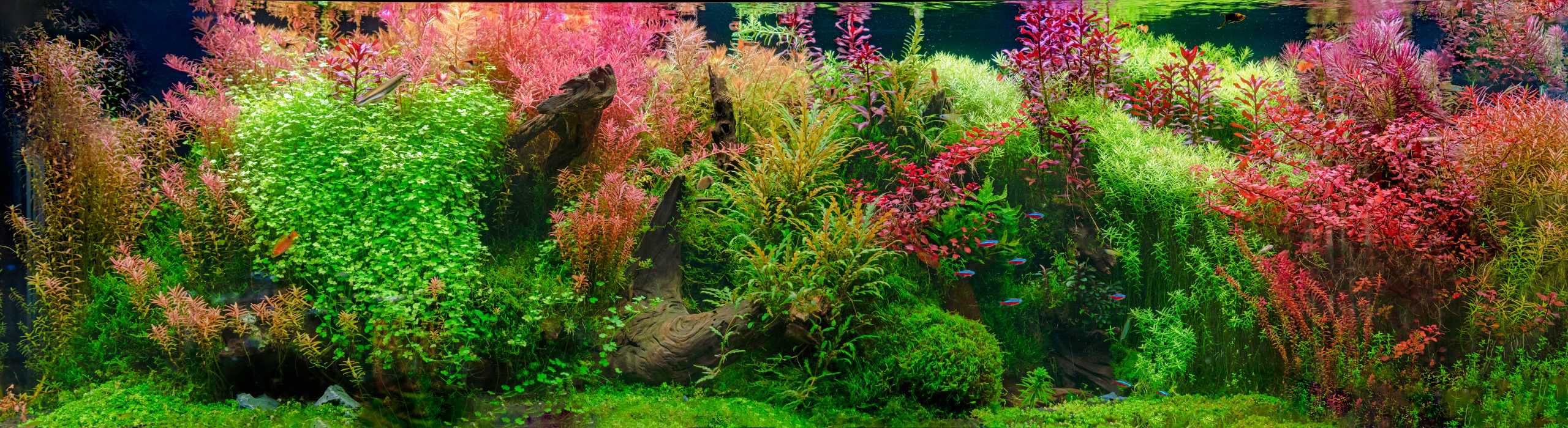 Red Aquarium Plants