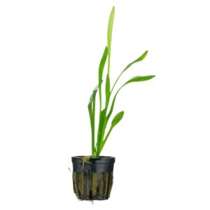 dwarf sagittaria planted tank