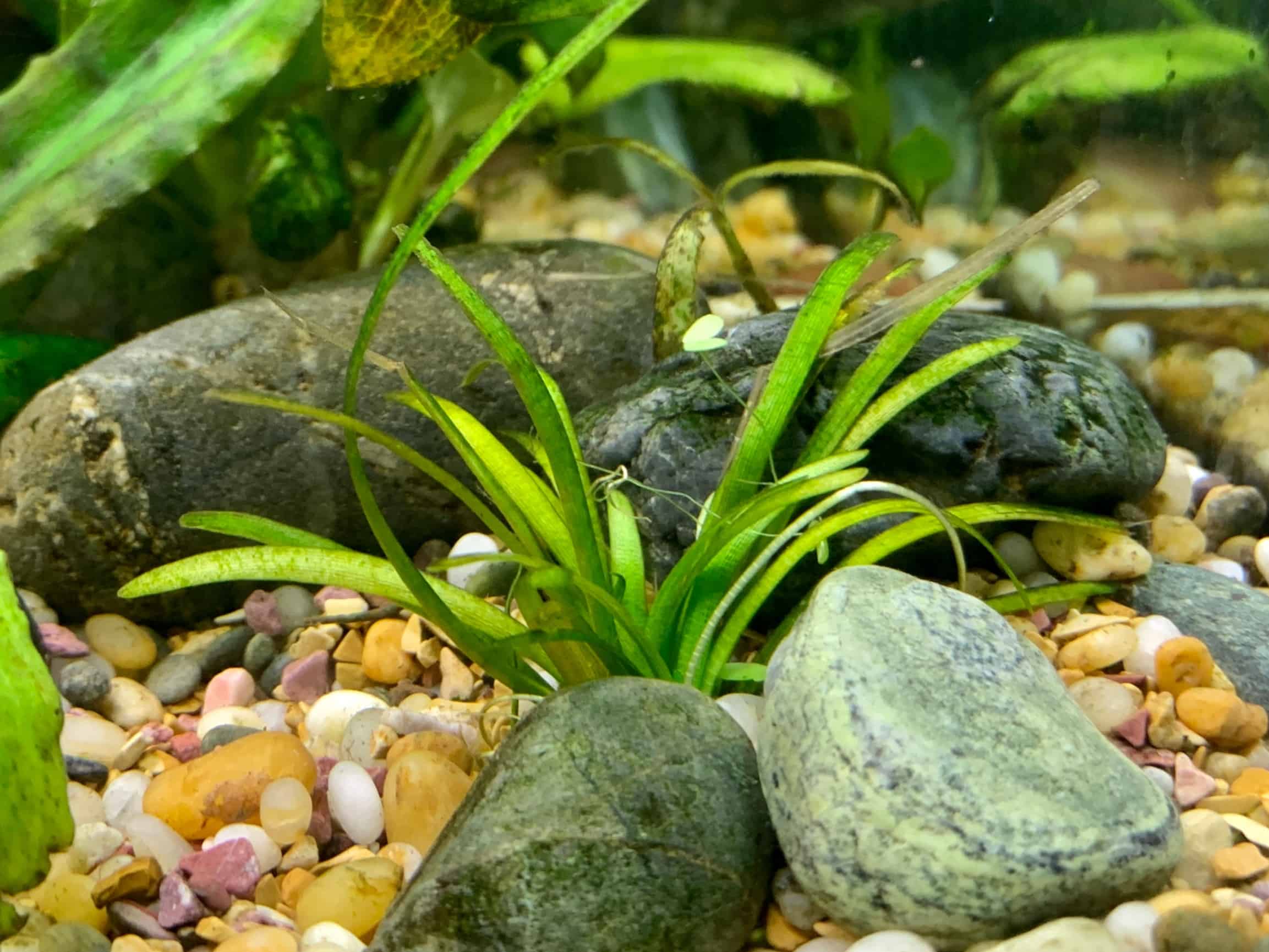 Dwarf Sagittaria