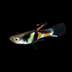 El tigre endler fish
