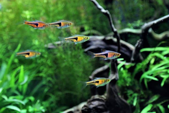 Rasbora shoal