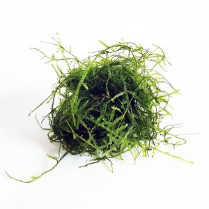 java moss taxiphyllum barbieri