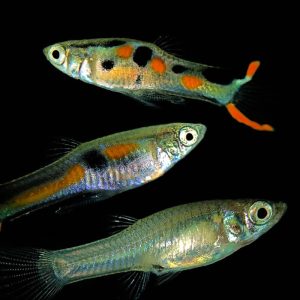 N class endlers fish (Poecilia wingei).