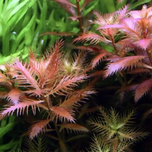 mermaid weed planted tank