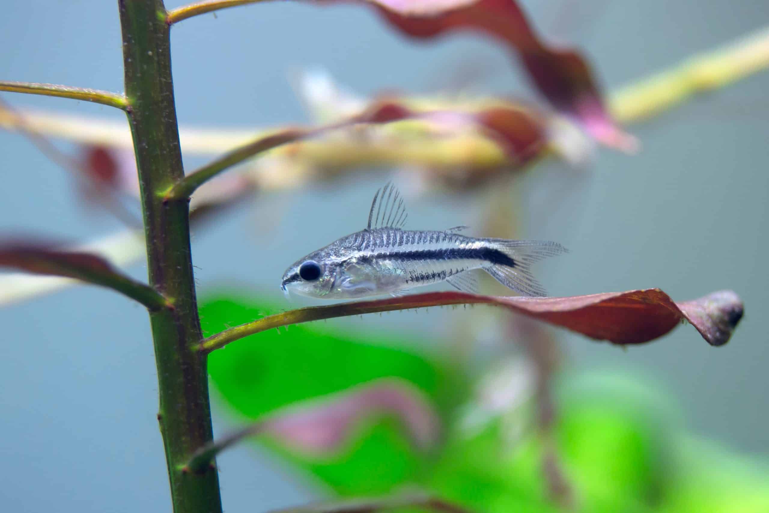Pygmy Corydora