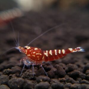 red galaxy pinto shrimp