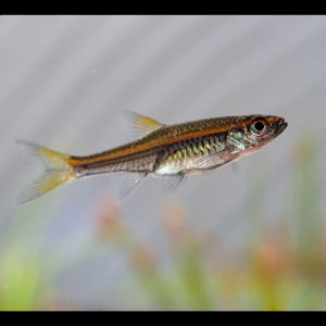 Red line rasbora (Trigonopoma pauciperforatum).