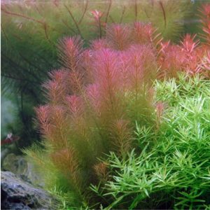 Rotala Wallichii planted tank