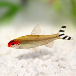rummynose tetra fish