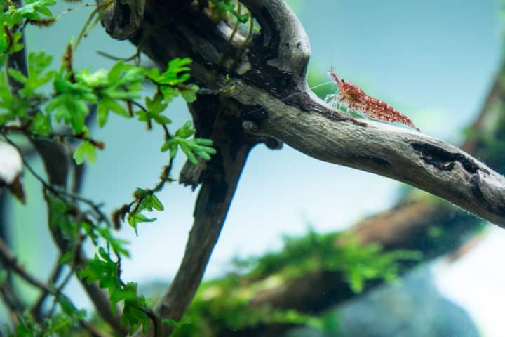 sakura cherry shrimp on driftwood