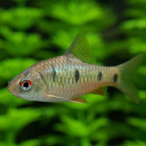 Snyder's barb (Puntius snyderi).