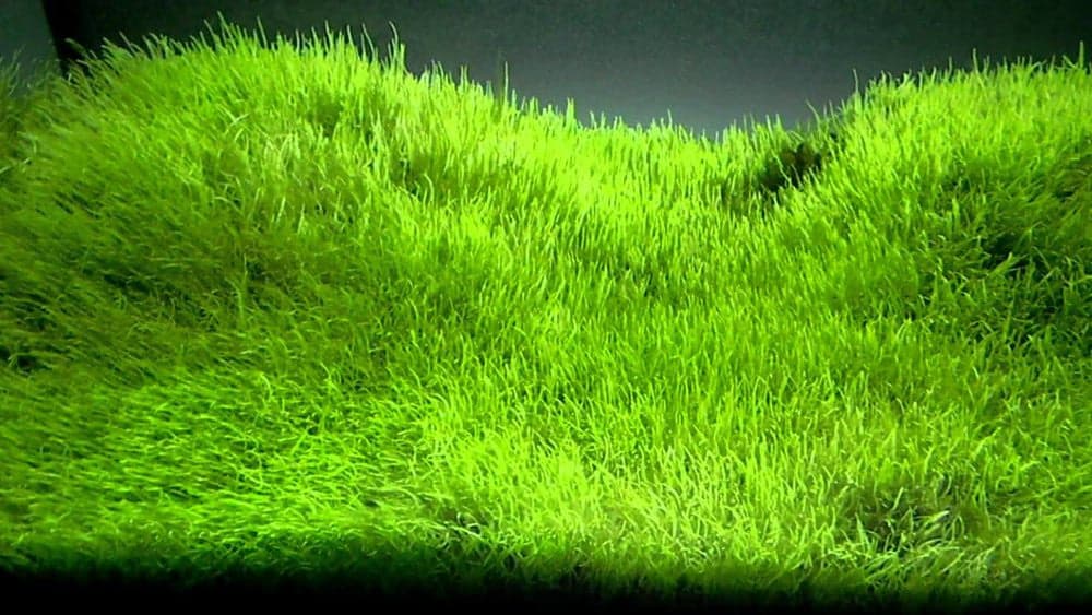 Utricularia gramminifolia (UG)