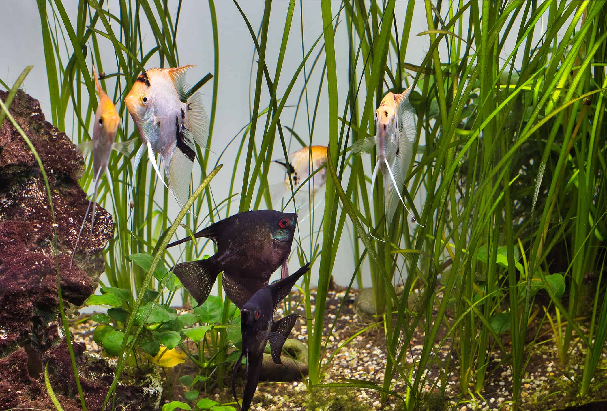 Vallisneria