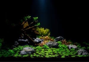 Active aquarium substrate in a heavy planted tank.