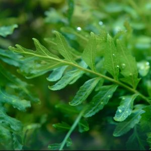 african water fern planted tank