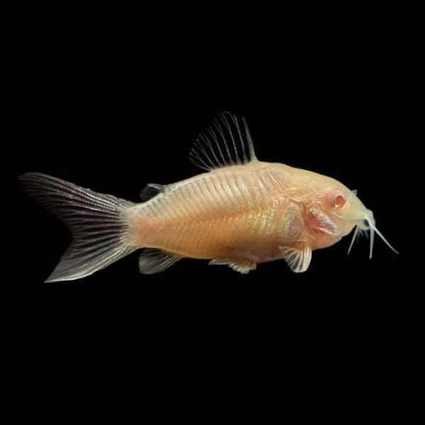 Albino aeneus corydora fish (Corydoras aeneus)