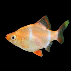 Albino tiger barb (Puntius tetrazona).