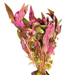 alternanthera reineckii rosanervig planted tank