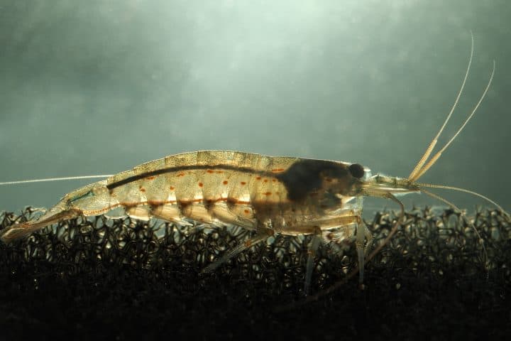 Amano shrimp in planted tank.