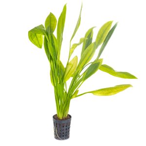 amazon sword plant profile
