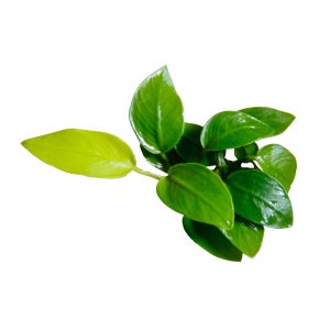 Anubias nana planted tank