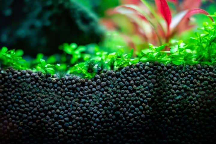 Aquascape substrate with live plants.