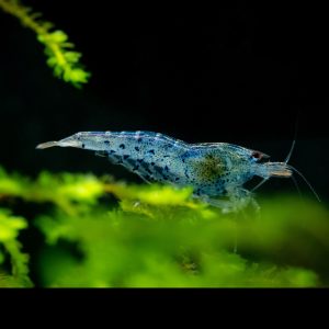 aura blue tiger shrimp