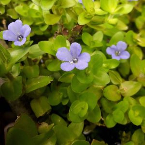 bacopa caroliniana planted tank