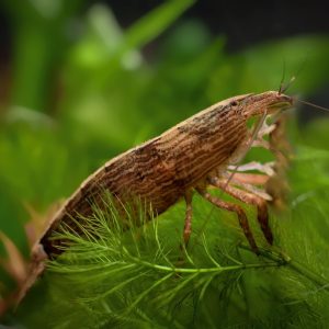 bamboo shrimp