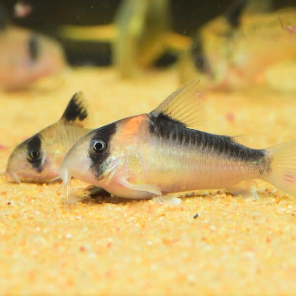 Bandit corydora catfish (Corydoras metae).