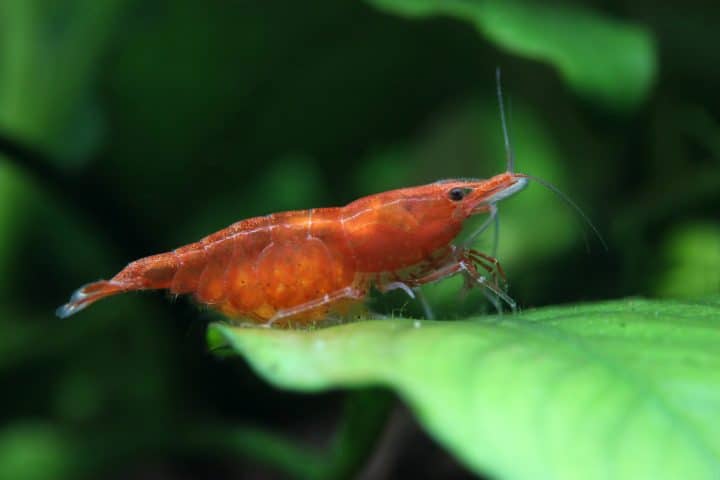 Cherry shrimp with eggs.