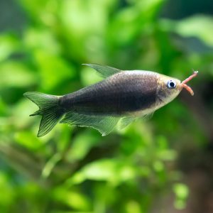 Black emperor tetra fish (Nematobrycon palmeri var. Amphiloxus Black).