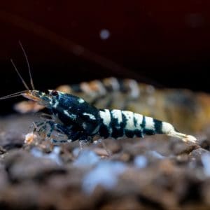 black galaxy pinto shrimp