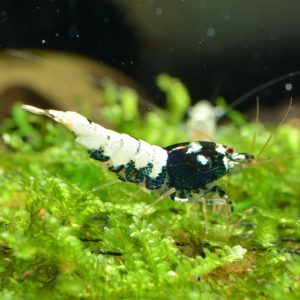 black german spotted head pinto shrimp
